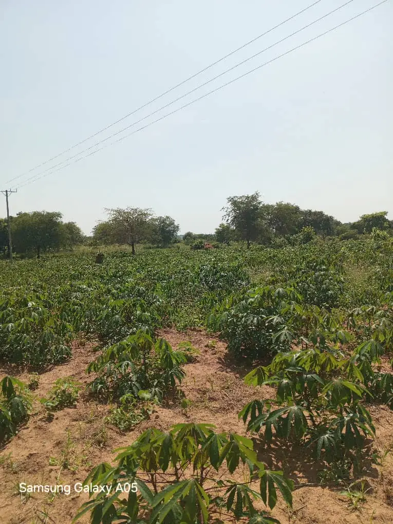 A field of young cassava plants under a clear sky
