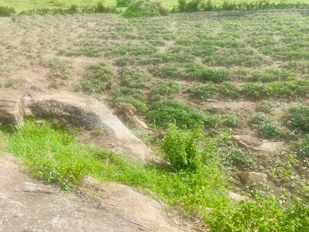 Young crops growing in rows on a hillside plot beside rocks