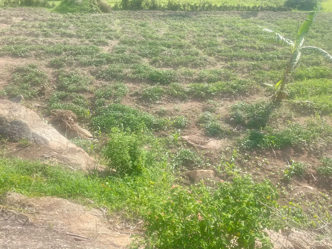 Rows of young crops with a banana plant growing among them