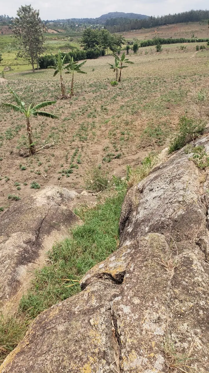 A hillside farm with young banana plants and seedlings
